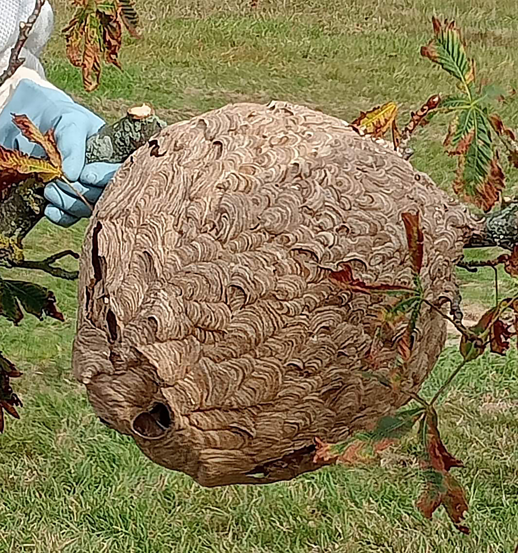 Arboricultural Association Asian Hornets A Growing Concern Arboricultural Association Asian Hornets A Growing Concern